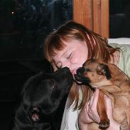 Staffordshire bull terrier Charlie