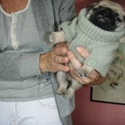 Mops Bertram