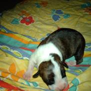 Amerikansk bulldog Kimbo