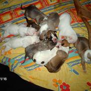 Amerikansk bulldog Kimbo