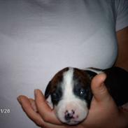 Amerikansk bulldog Kimbo