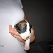 Amerikansk bulldog Kimbo