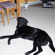 Labrador retriever Blackie