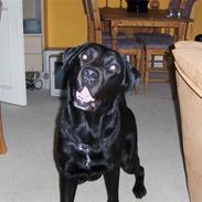 Labrador retriever Blackie