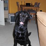 Labrador retriever Blackie