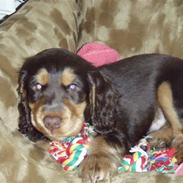 Cocker spaniel Djarco