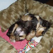 Cocker spaniel Djarco