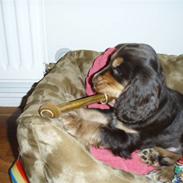 Cocker spaniel Djarco