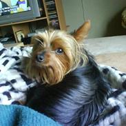Yorkshire terrier Lady