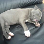 Amerikansk staffordshire terrier Akeela