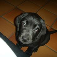 Labrador retriever Tosca