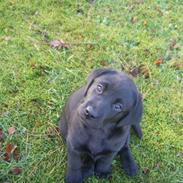 Labrador retriever Tosca