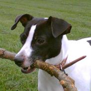 Dansk svensk gaardhund 'Zita.<3 (;