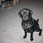 Labrador retriever Buller