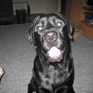 Labrador retriever Buller