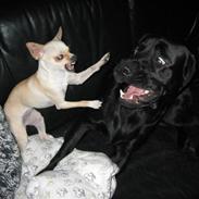 Labrador retriever Buller