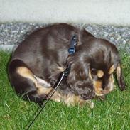 Cocker spaniel Djarco