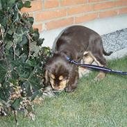 Cocker spaniel Djarco