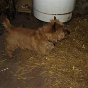 Cairn terrier Ribemarskens humoristiske