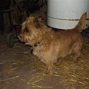 Cairn terrier Ribemarskens humoristiske