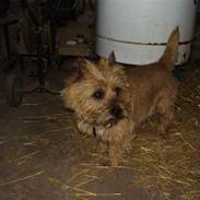 Cairn terrier Ribemarskens humoristiske