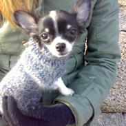 Chihuahua BASSE