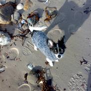 Chihuahua BASSE