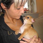 Chihuahua Ofelia