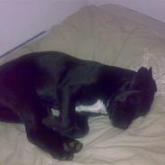 Blanding af racer Anja