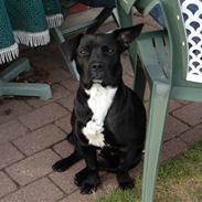 Blanding af racer Anja