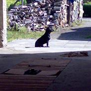 Blanding af racer Anja