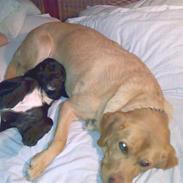 Blanding af racer Anja