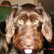 Ruhåret hønsehund Tanja (Bonnie)<3
