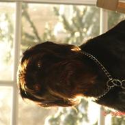 Ruhåret hønsehund Tanja (Bonnie)<3
