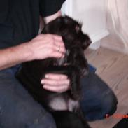 Ruhåret hønsehund Tanja (Bonnie)<3
