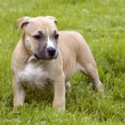 Amerikansk staffordshire terrier Micky