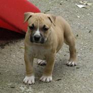 Amerikansk staffordshire terrier Micky