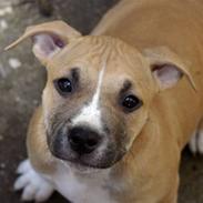Amerikansk staffordshire terrier Micky