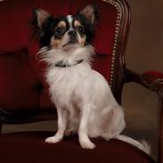 Chihuahua Oscar