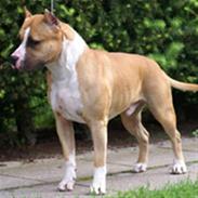 Amerikansk staffordshire terrier Micky