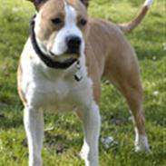Amerikansk staffordshire terrier Micky