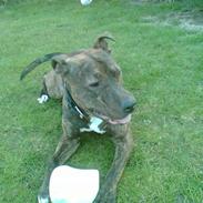 Amerikansk staffordshire terrier Max