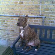 Amerikansk staffordshire terrier Max