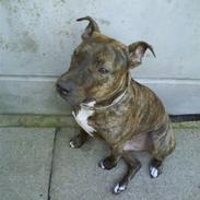 Amerikansk staffordshire terrier Max