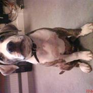 Amerikansk staffordshire terrier Bentley