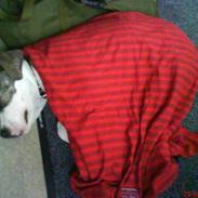 Amerikansk staffordshire terrier Bentley