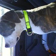 Amerikansk staffordshire terrier Bentley