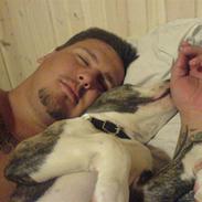 Amerikansk staffordshire terrier Bentley