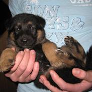 Schæferhund Chaquin Bajka