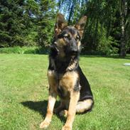 Schæferhund Chaquin Bajka